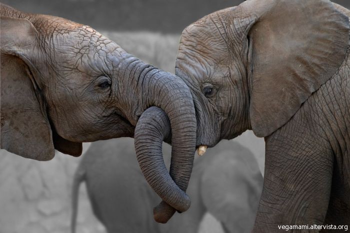 La Vita Degli Elefanti Quanto Sono Intelligenti Vegamami