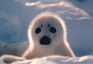 cucciolo-di-foca