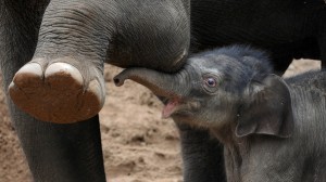 A five-day-old Asian elephant calf (R) h